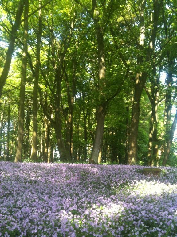 Thornton Lodge Aysgarth Dış mekan fotoğraf